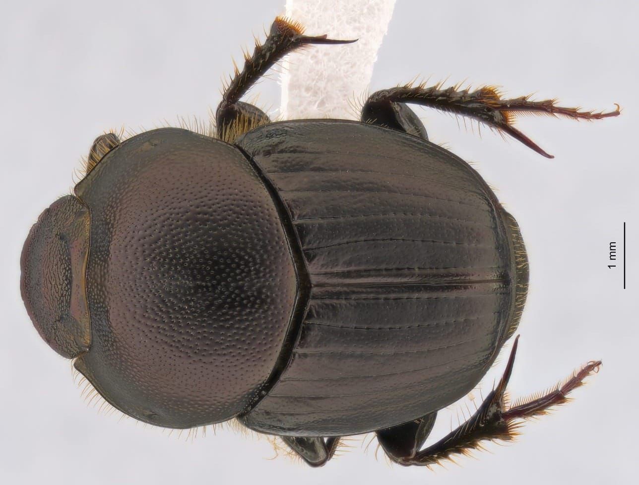 Beetling About in a Diverse Microhabitat post image