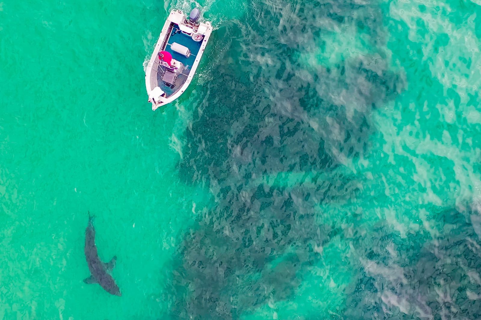 Science of the Surf: Drones and Sharks post image