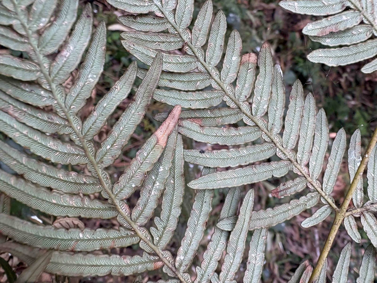 Detail of the underside of fronds of a Bracken Fern (Pteridium esculentum). Image by Emma Rooksby. 