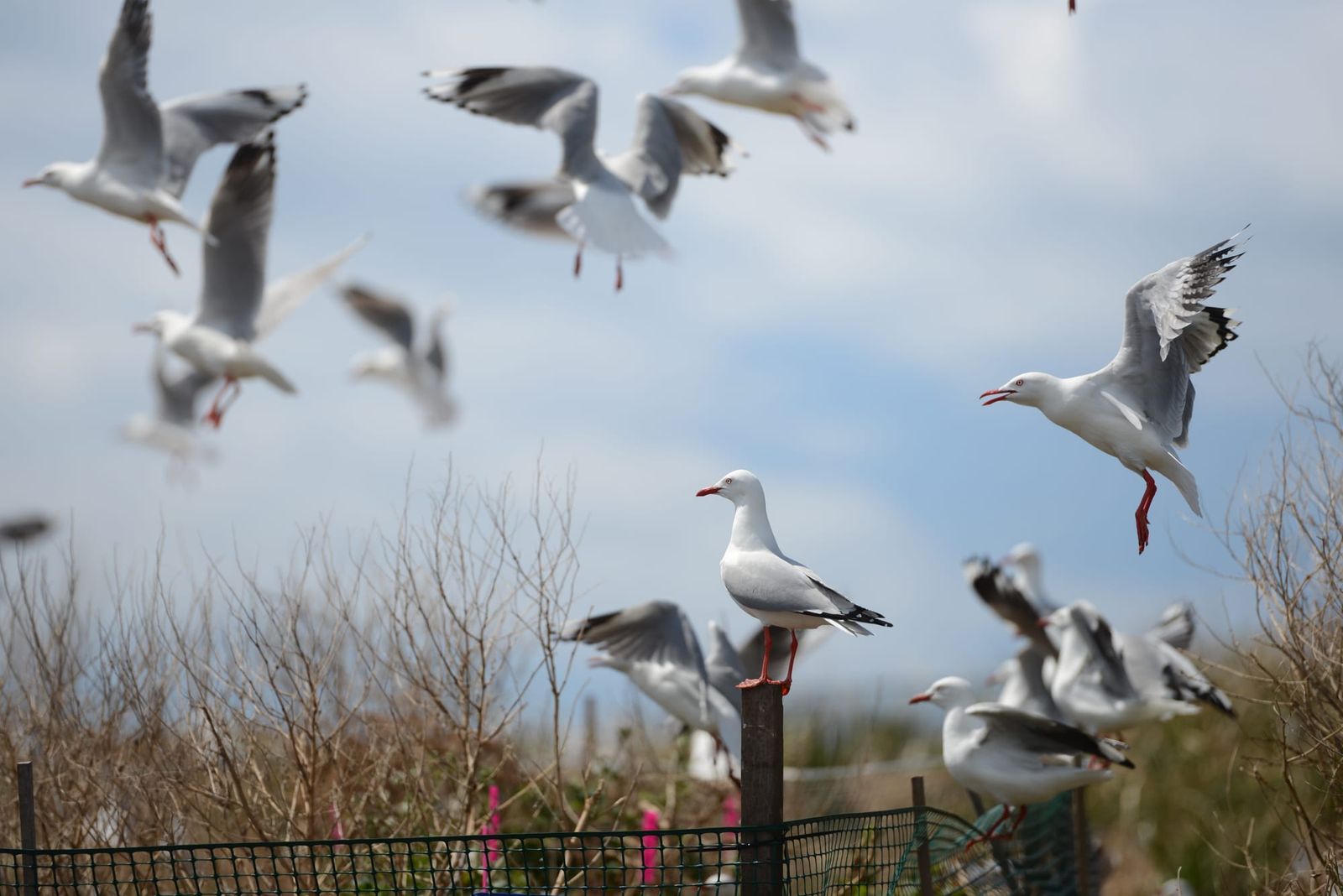 Bird flu risk rises in spring as gulls gather on Five Islands post image