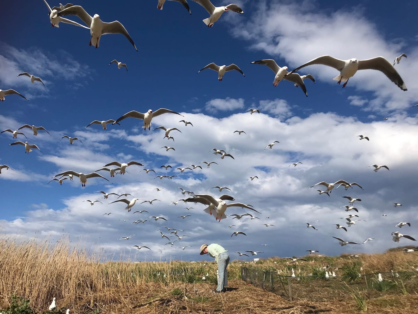 The first wave of bird flu is the worst: what Australia can learn from overseas post image