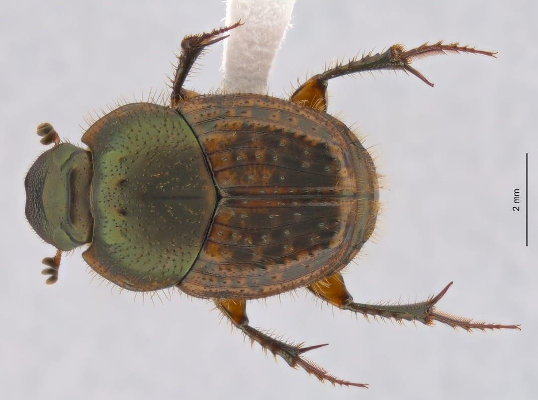 Beetling About in a diverse habitat again post image