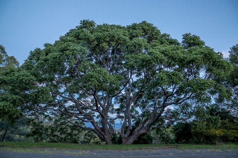 The mighty twin Red Cedars at the old Corrimal Colliery, in full leaf. Image by Keith Horton. 