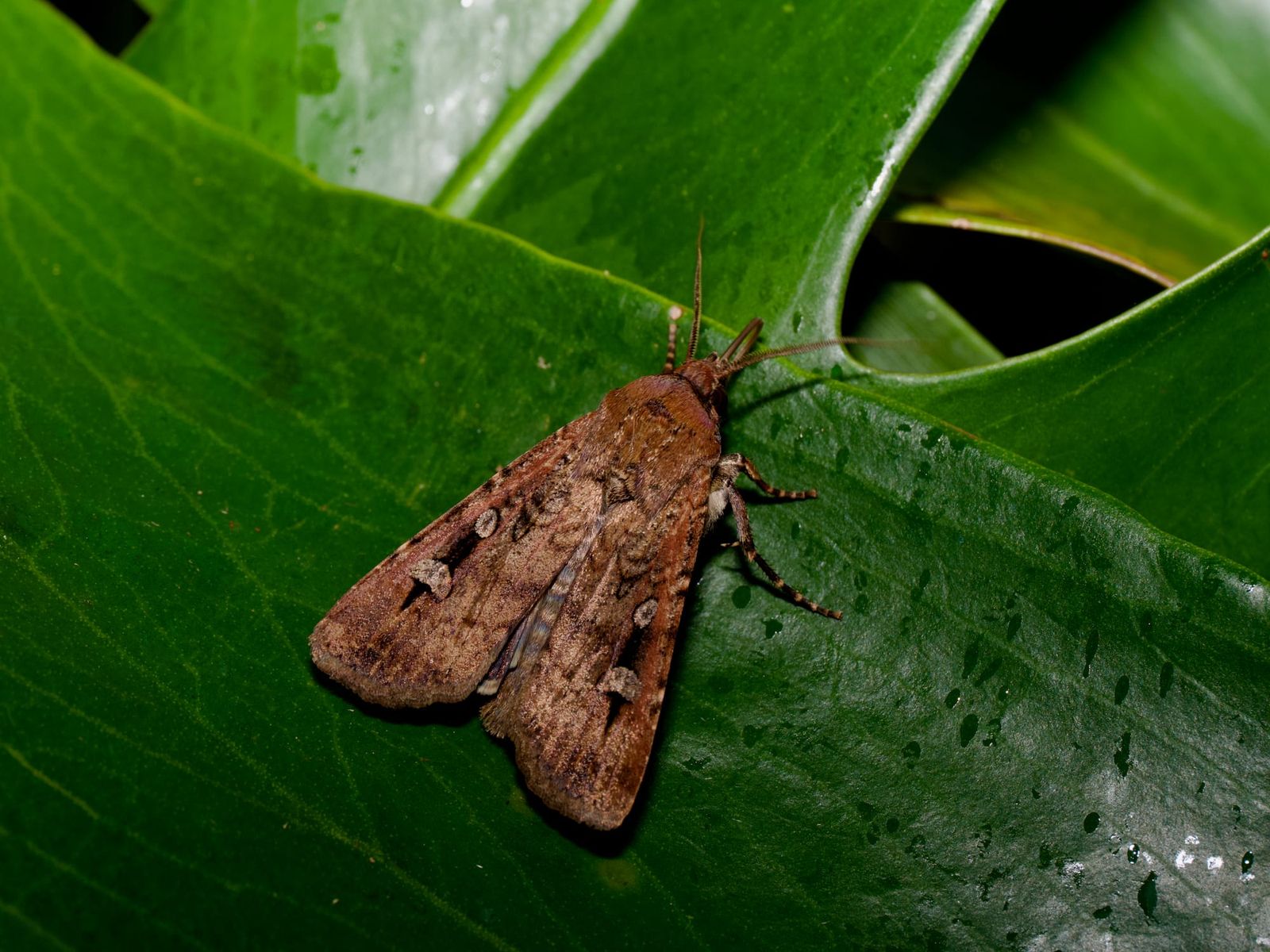 Mothmaggedon: Where the Bogongs came from and where they have gone post image