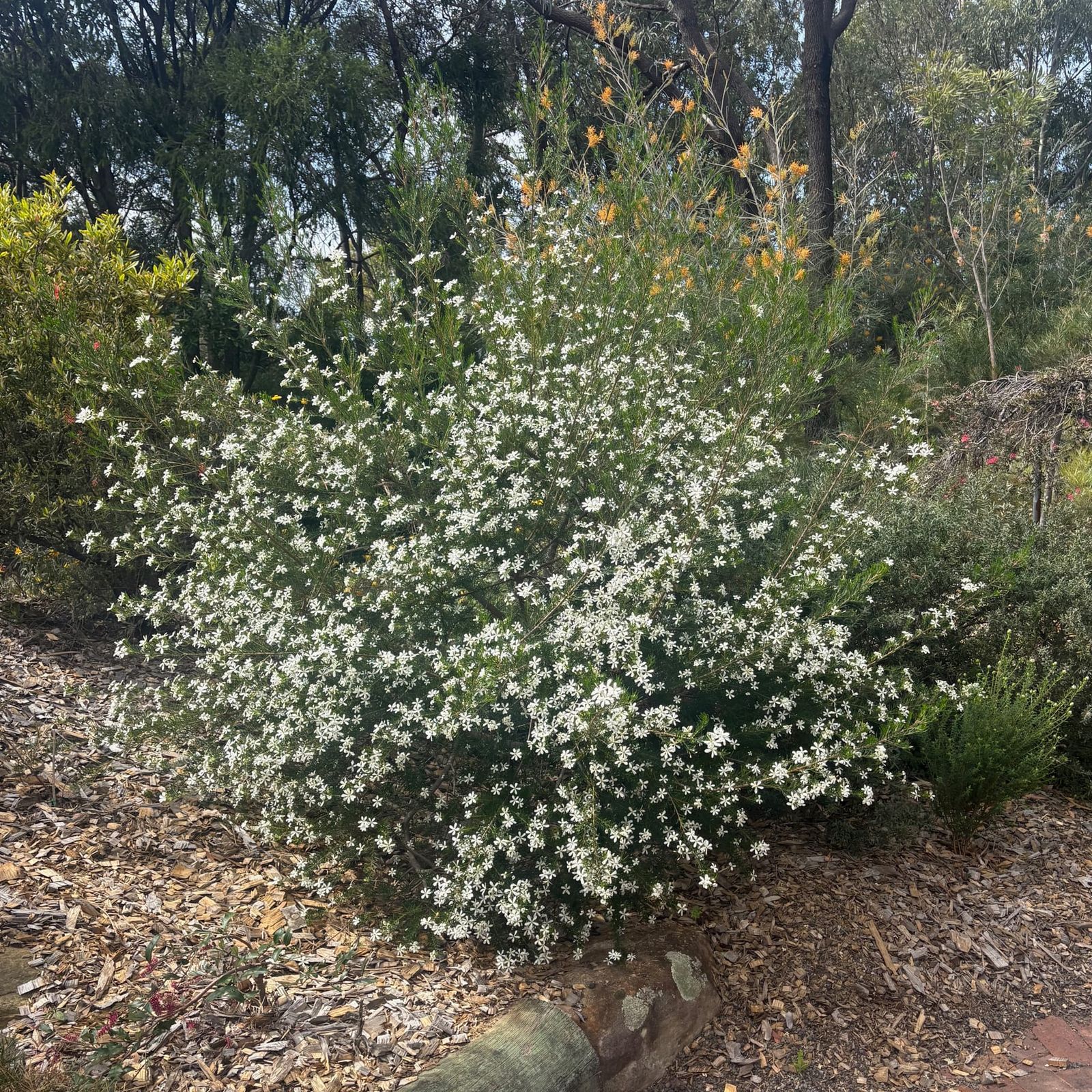 A profusely flowering Wedding Bush (Ricinocarpos pinifolius) at the Illawarra Grevillea Park Botanic Garden in Bulli. Thanks to Tracee Lea for showing me around on a Monday. (Please ignore th