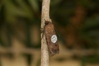 Tiny tags, big journey: tracking bogong moths post image
