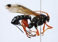 Beetling About with parasitic wasps post image