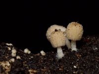 Autumn has arrived and mushroom season is kicking off post image