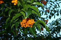 In an Illawarra autumn, this tree's fruit turns orange post image