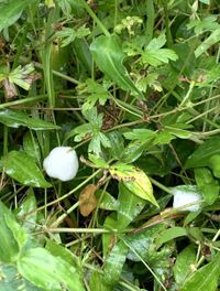Beetling About with cuckoo-spit post image