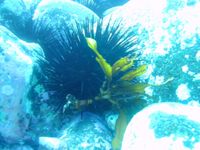 Urchin and kelp forest dynamics off our beaches are not clear-cut post image