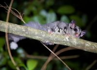 How little sugar gliders help keep Illawarra bush sweet post image