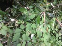 Leaves and flowers of Slender Grape (Causonis clematidea, previously known as Cayratia clematidea). Image by Emma Rooksby.