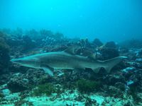 Hello Fish at Bushrangers Bay post image