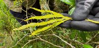 Image of Jointed Mistletoe, a rather creepy-looking plant. Its flattened stems are punctuated by knobbly 'joints.' Image by Emma Rooksby.