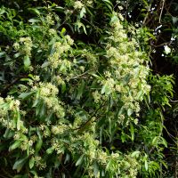 Flowering now: the decorative scrub beefwood post image