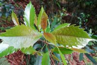 Colourful new leaves of Sassafras (Doryphora sassafras). Image by Mat Misdale. 