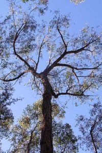 Thin-leaved Stringybark (Eucalyptus eugenioides), one of the Illawarra's local stringybark eucalypts. Eucalypt tree canopy, with blue sky in the background. Image by Peter Woodard. 