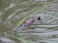 Our Royal family: Platypus project proves wildly successful post image