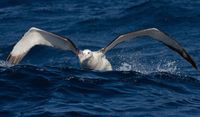 Let’s save the albatross before it’s too late post image