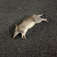 Could 'tactical urbanism' reduce roadkill? post image