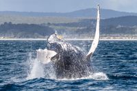 Census volunteers spy 107 whales from Port Kembla post image