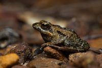 Frog of  the Month post image