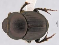 Beetling About in a Diverse Microhabitat post image