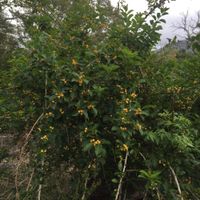 The spiky stems and cheerful fruit of Cockspur Thorn (Maclura cochinchinensis) in a bushland setting in Farmborough Heights. Image by Emma Rooksby. 