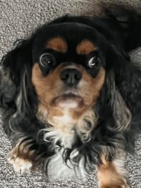 Call the Pup-arazzi post image