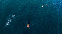 Why are we seeing more whale entanglements? post image