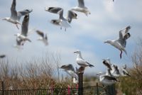 Bird flu risk rises in spring as gulls gather on Five Islands post image