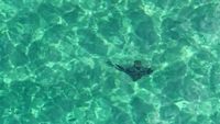 Drone reveals wealth of wildlife, including rare shark post image