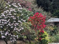 Spring showcase to bloom at Rhododendron and Rainforest Gardens post image