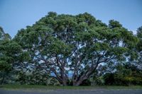 The mighty twin Red Cedars at the old Corrimal Colliery, in full leaf. Image by Keith Horton. 