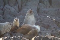 Disease monitoring now key to marine wildlife conservation post image