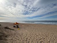 Dr Rip’s Science of the Surf: Shark fear post image
