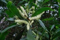 Why cockatoos are going crackers over this wattle post image