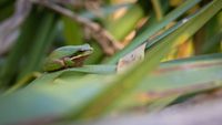 Frog of the month has mighty call – for its size post image