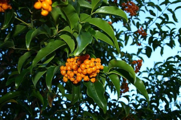In an Illawarra autumn, this tree's fruit turns orange post image