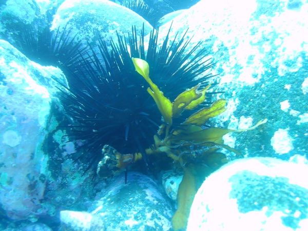 Urchin and kelp forest dynamics off our beaches are not clear-cut post image