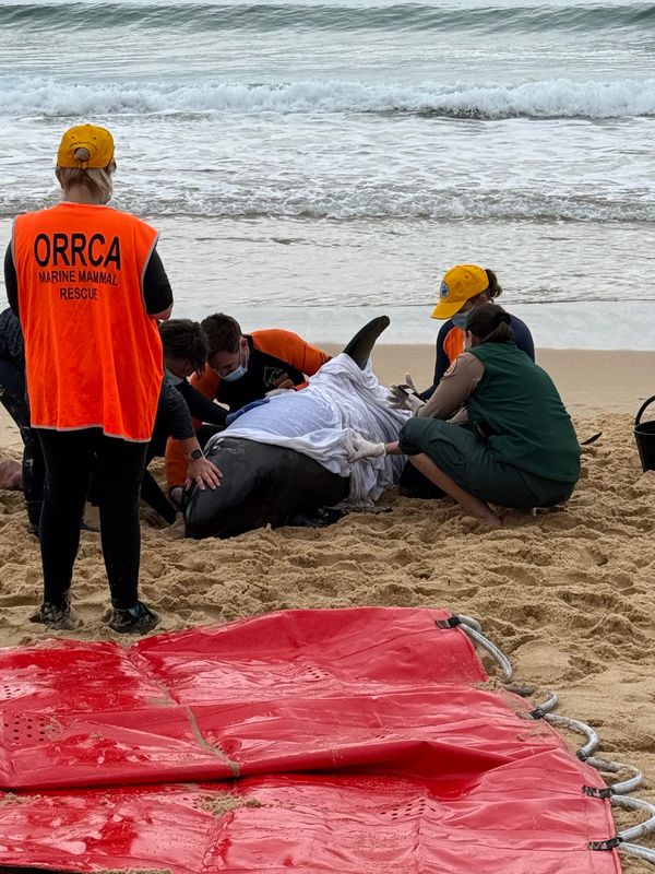 Pushing whales or dolphins back into ocean can harm rather than heal post image