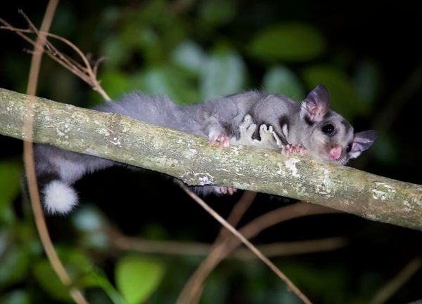 How little sugar gliders help keep Illawarra bush sweet post image