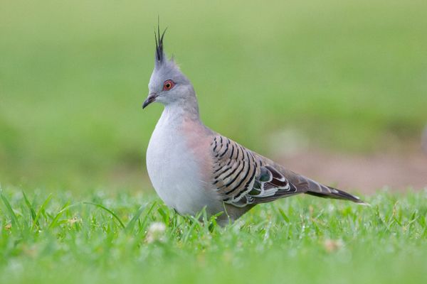 Bird of the Month: Crested Pigeon post image