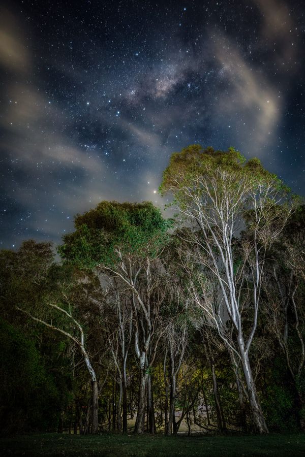 Photographers branch out to uncover tree beauty post image