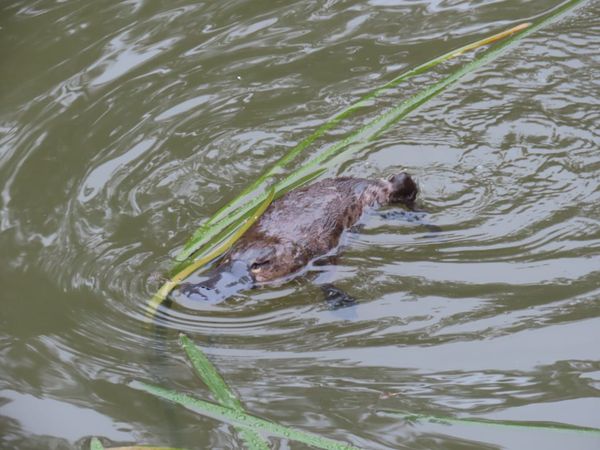 Our Royal family: Platypus project proves wildly successful post image