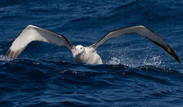 Let’s save the albatross before it’s too late post image