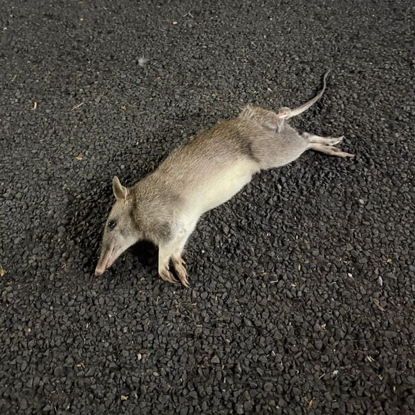 Could 'tactical urbanism' reduce roadkill? post image
