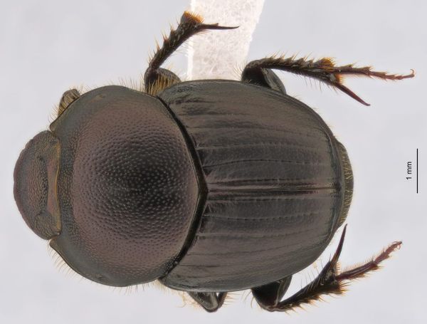 Beetling About in a Diverse Microhabitat post image
