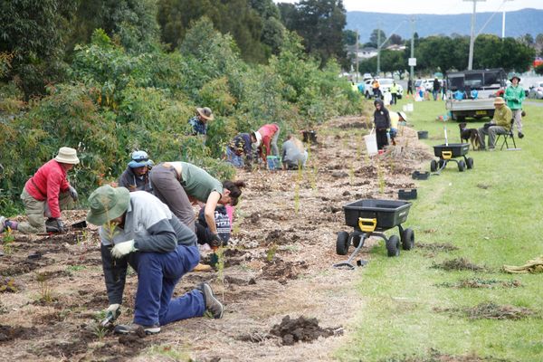 Volunteers dig in for Tree Day transformation at Lake Illawarra post image